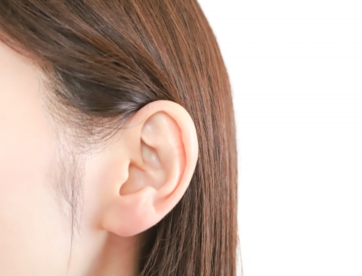立ち耳とは